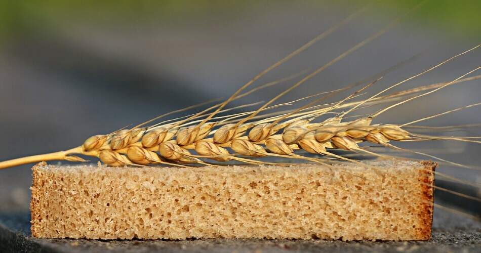 Wenn Menschen mit Zöliakie Gluten, reagiert ihr Körper mit einer Immunreaktion, die den Dünndarm angreift.