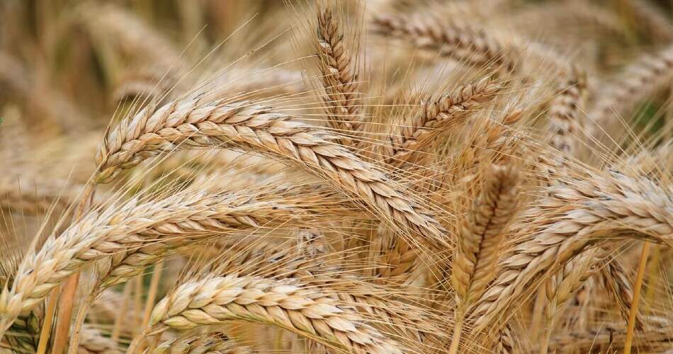 Se mangiato come grano intero, il grano è una fonte sana di cibo raccomandata per bambini e adulti.